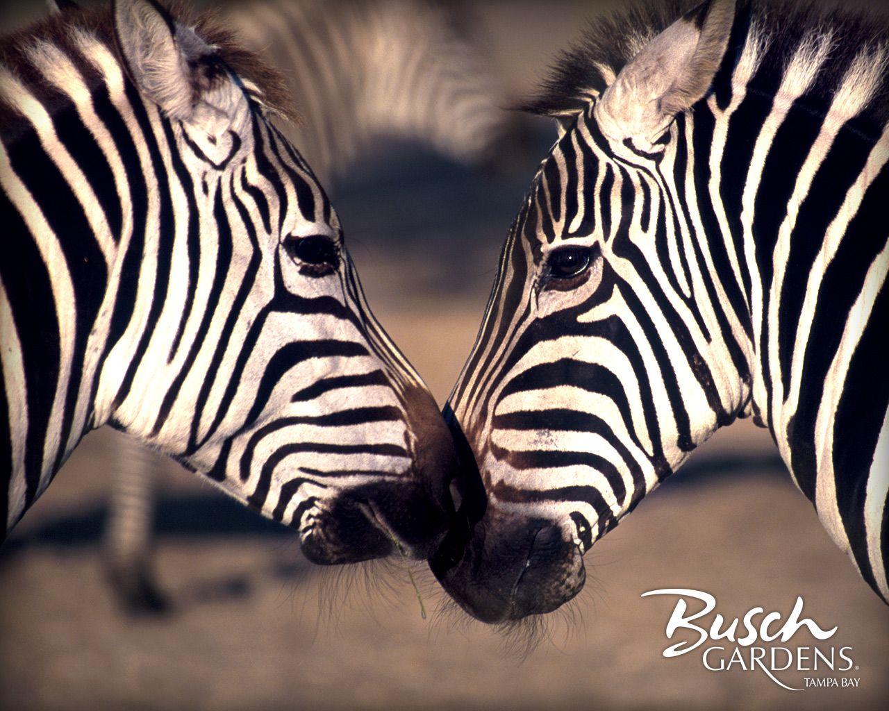 Zebras image Nuzzling HD wallpaper and background photo