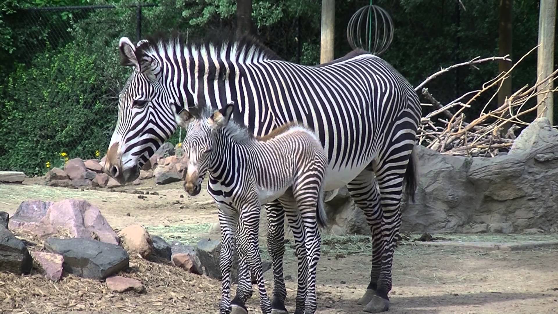 Clipart zebra mom baby