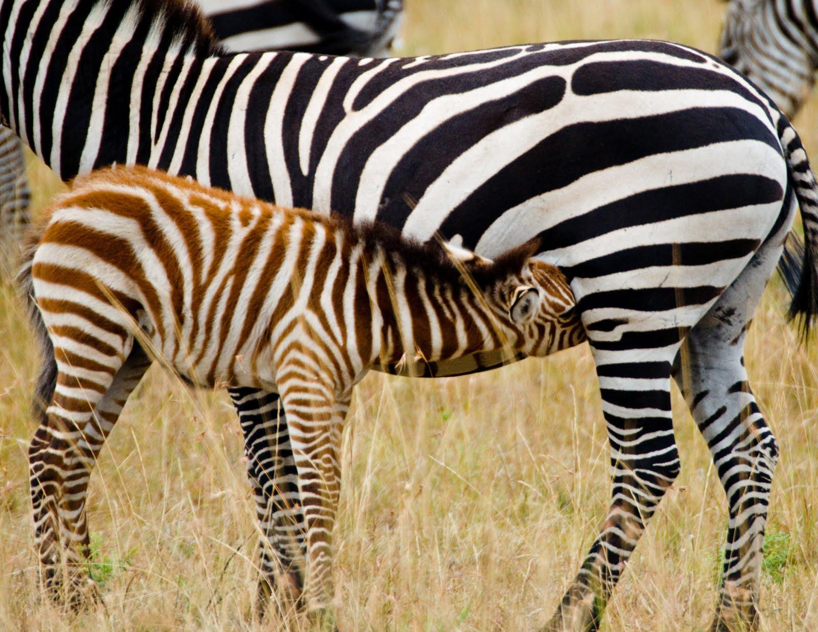 Animal Zoo Life:. Zebra pics. Zebras. Zebra. Picture of zebras. Zebra