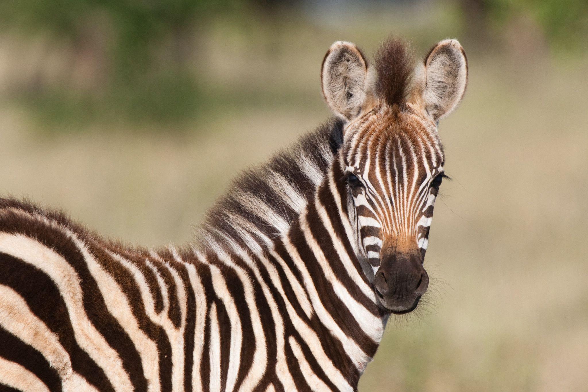 Baby Zebras Wallpapers - Wallpaper Cave