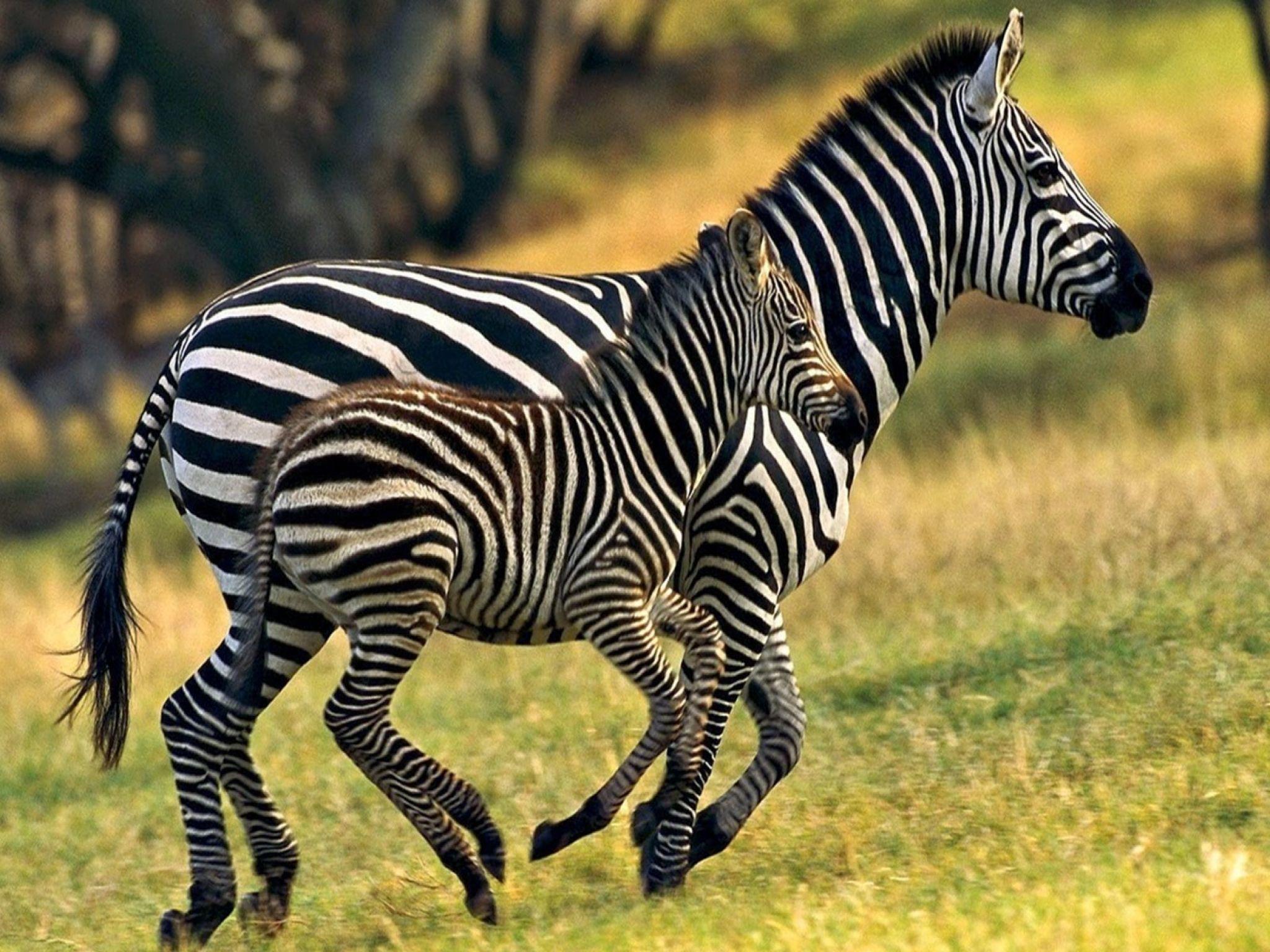Zebra Running With Baby Wallpaper