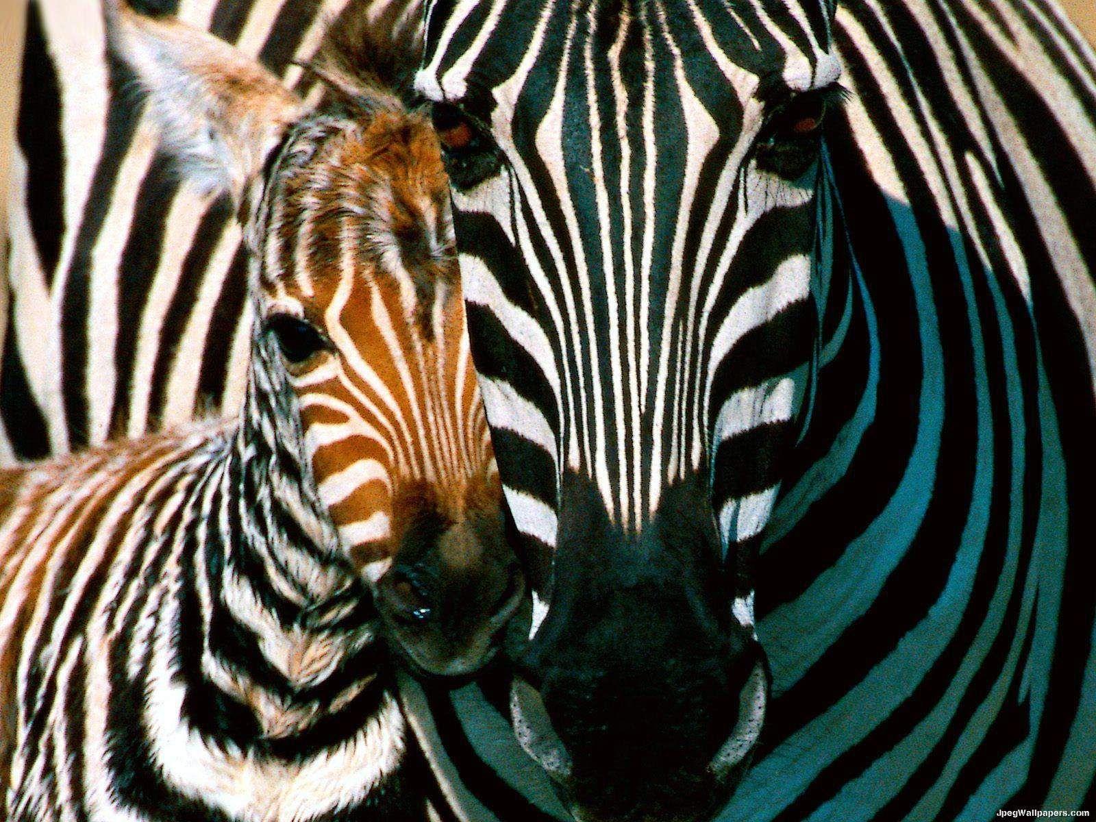 mother & child ( #zebras #ebonyandivory #animals ). H U M Λ N