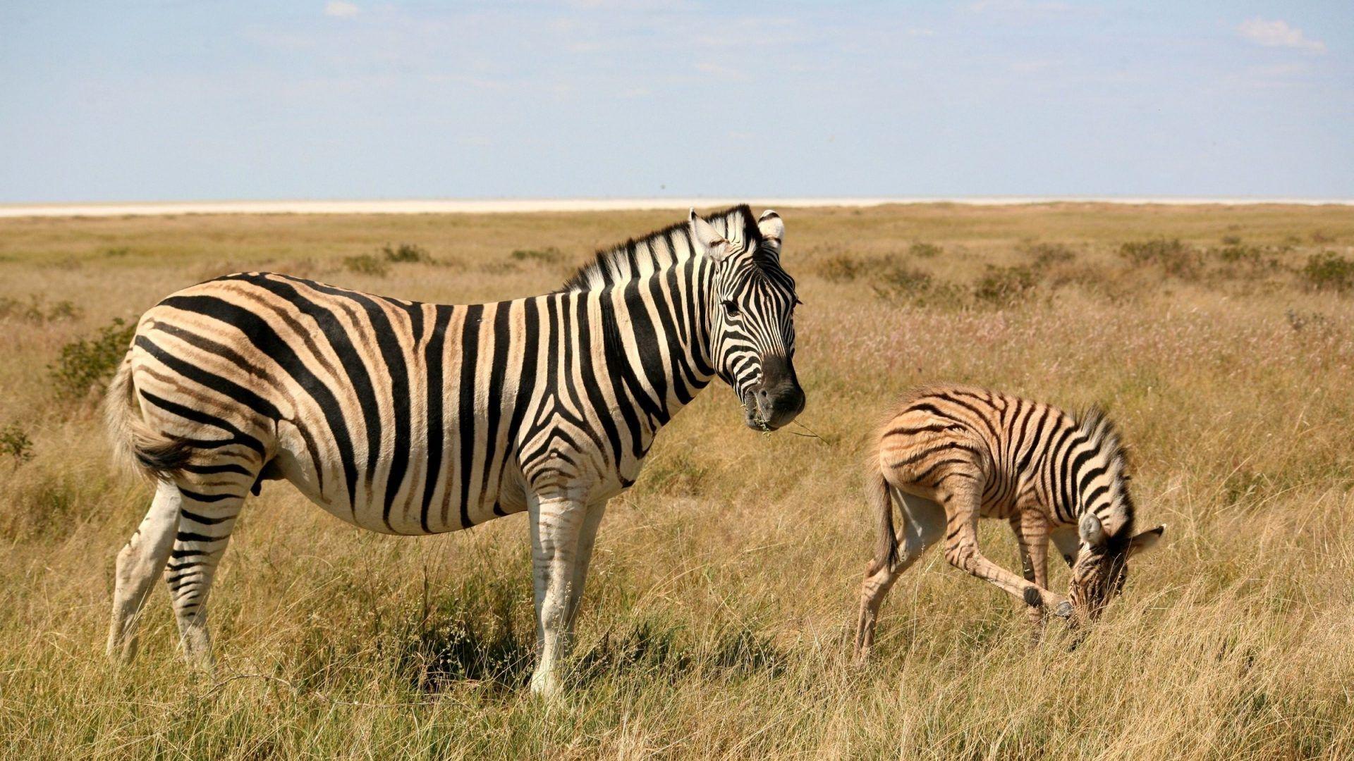 wallpaper: Art Horse Fantasy Painting Animals