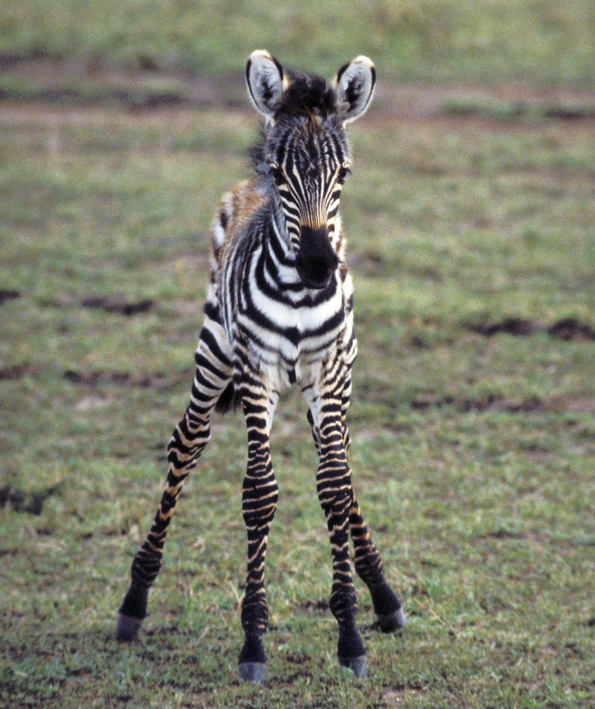 Baby Zebras - #GolfClub