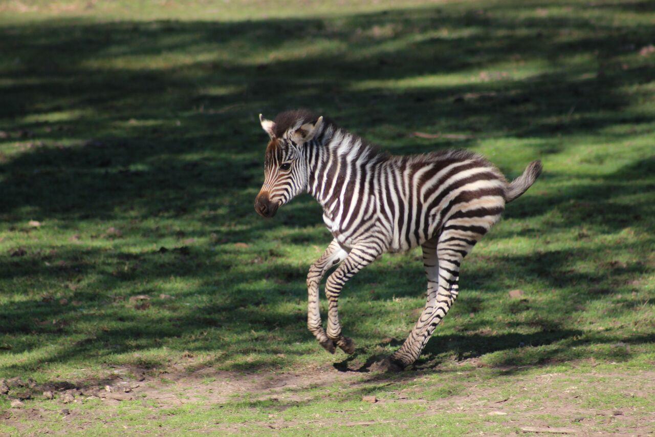 Similiar Baby Zebra Animals Keywords