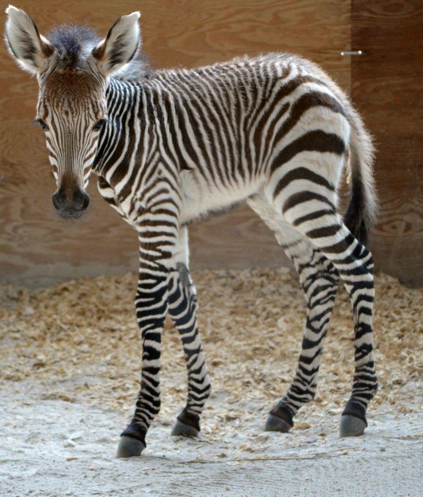 image Of Baby Zebras