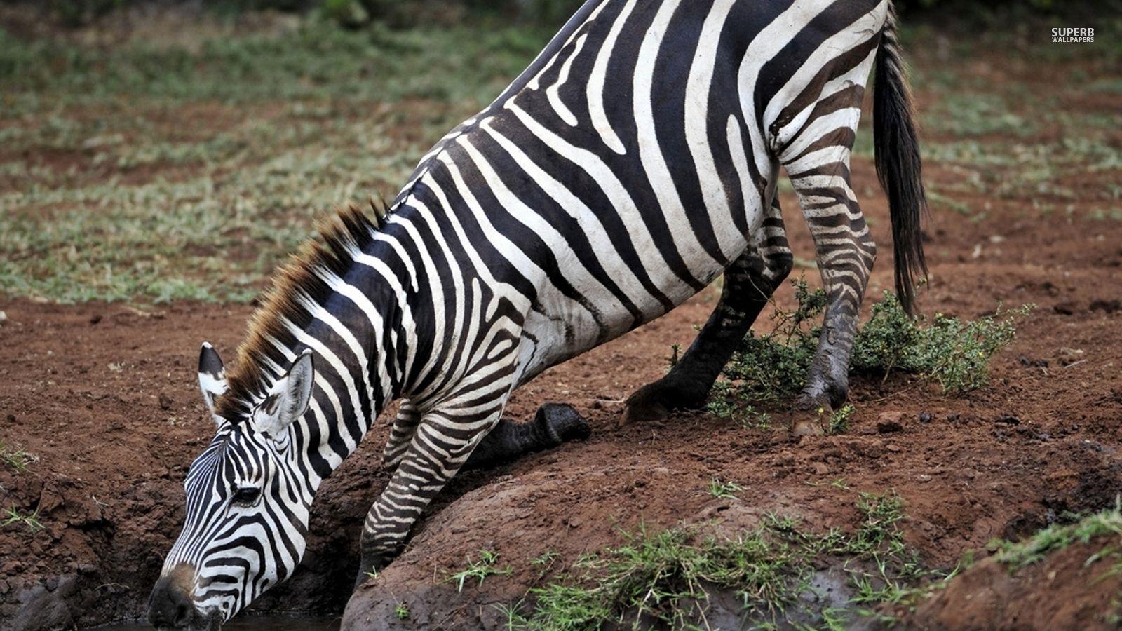 Zebras image Zebra HD wallpaper and background photo