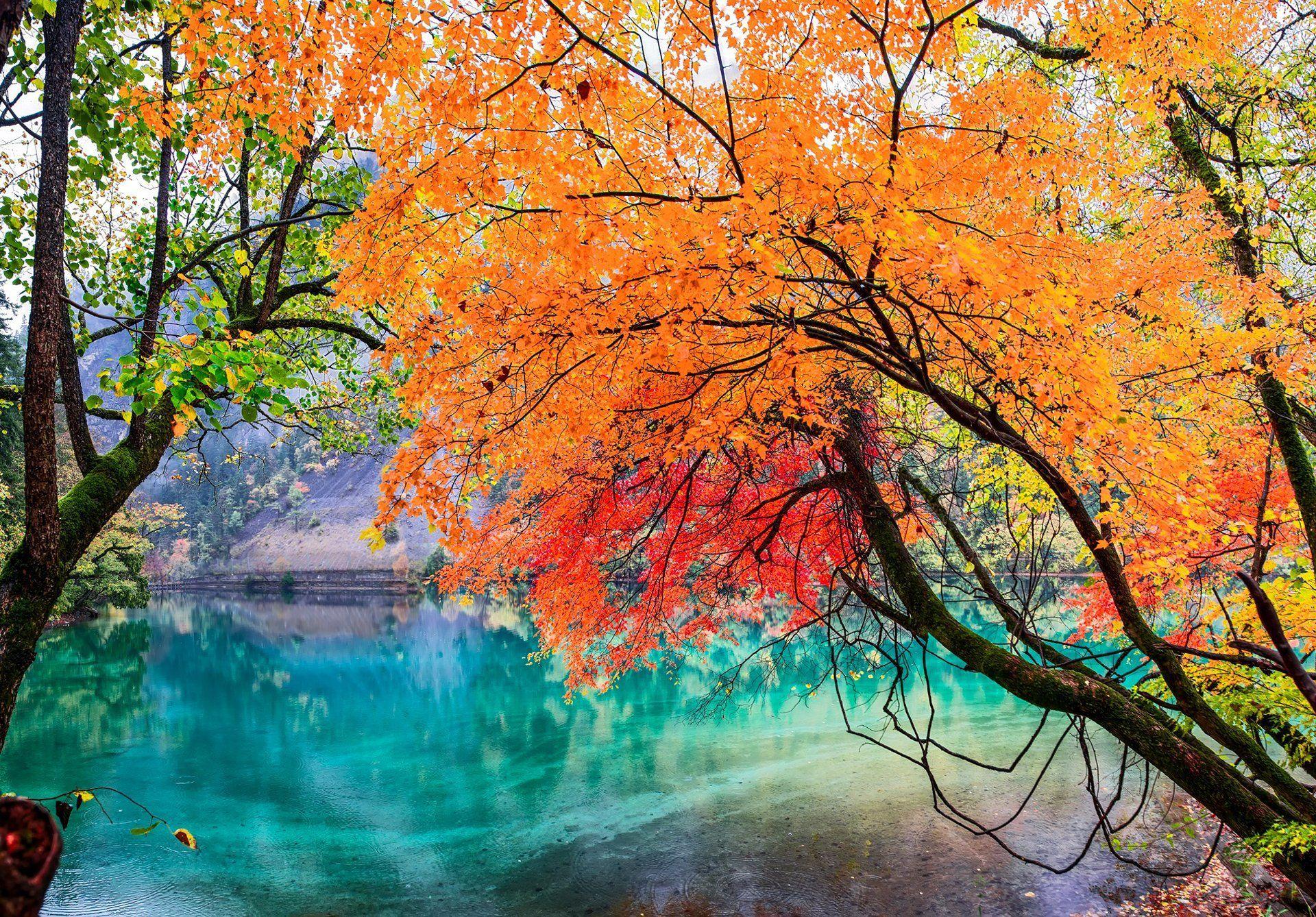 jiuzhaigou national park sichuan china lake tree leaves autumn HD