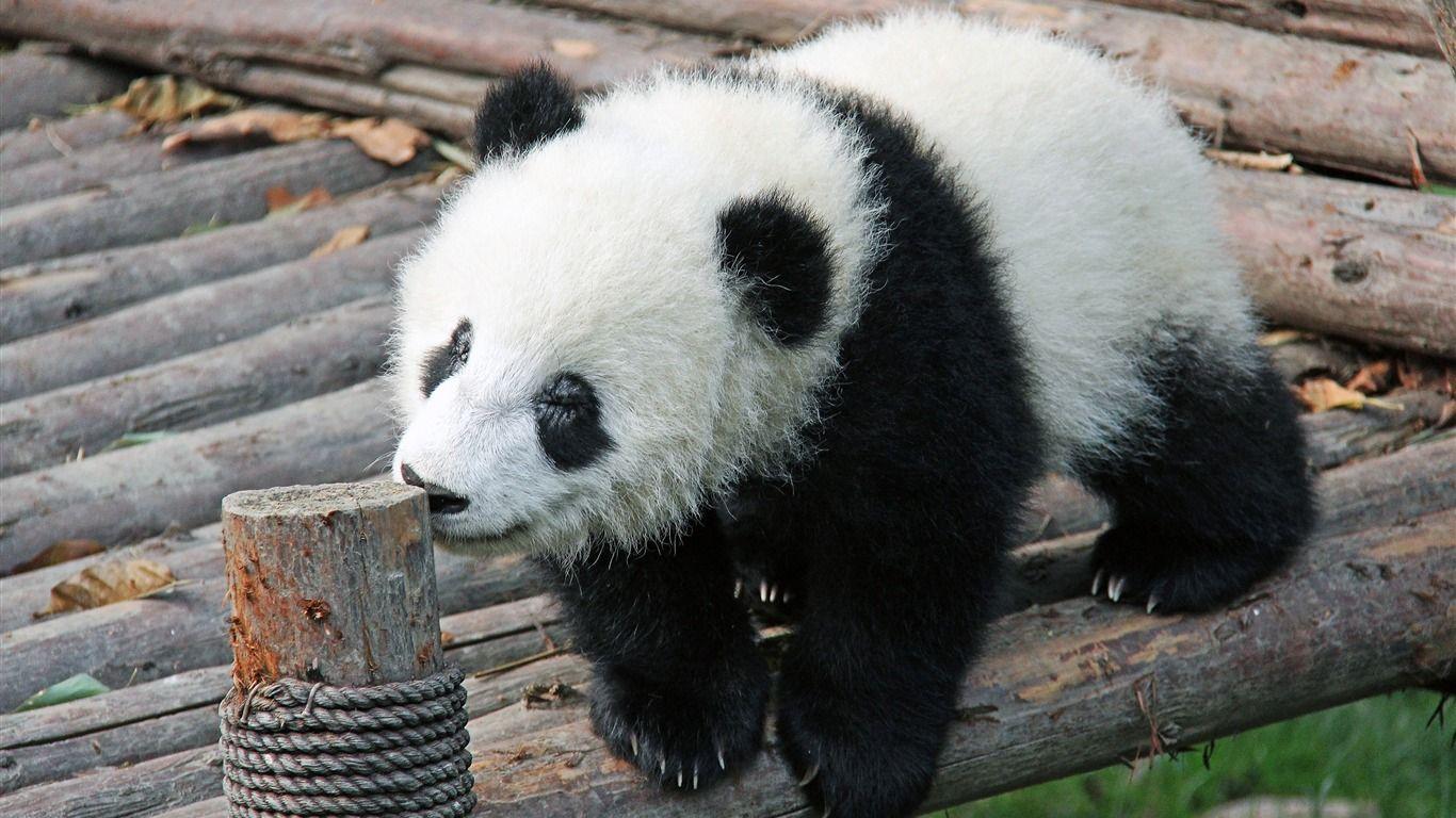 China Sichuan National Treasure Cute Panda Animal Wallpaper 1366×768