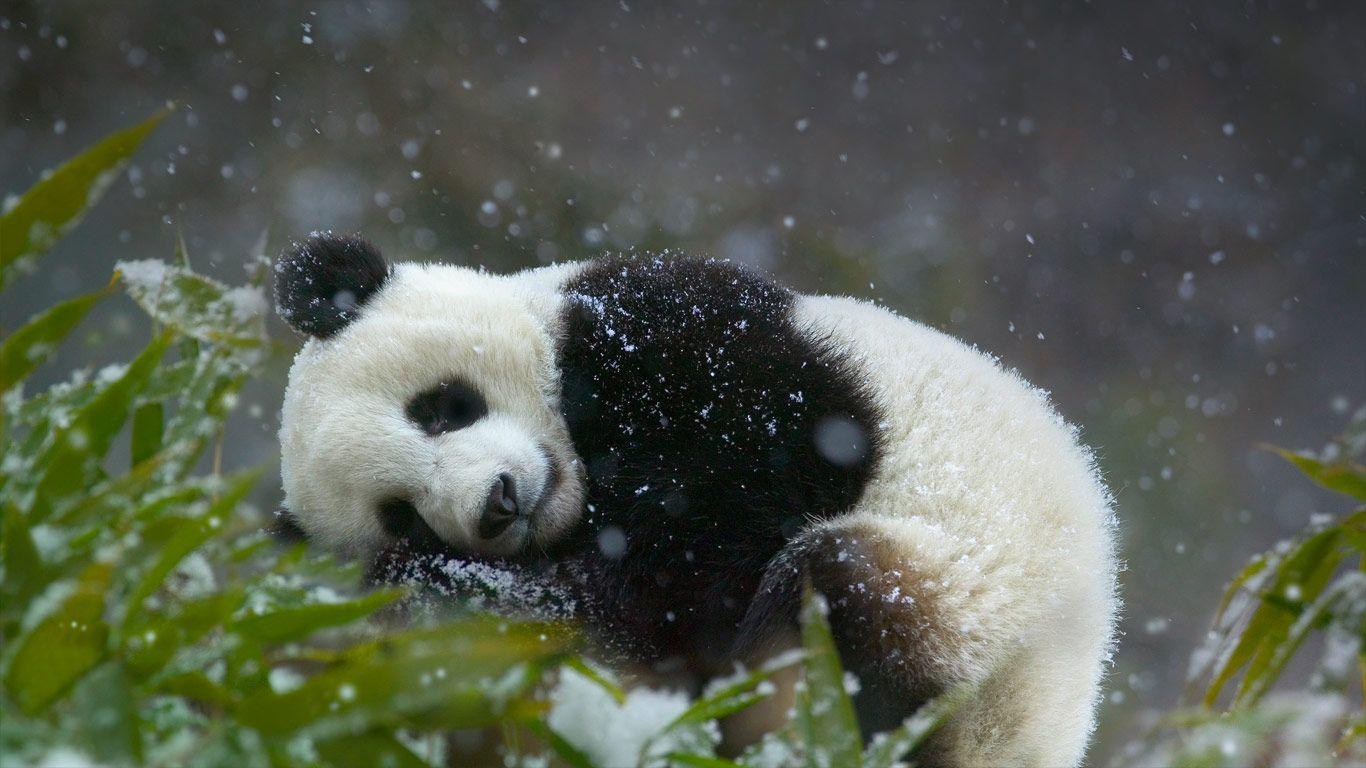 Giant panda cub, Wolong National Nature Reserve, Sichuan province