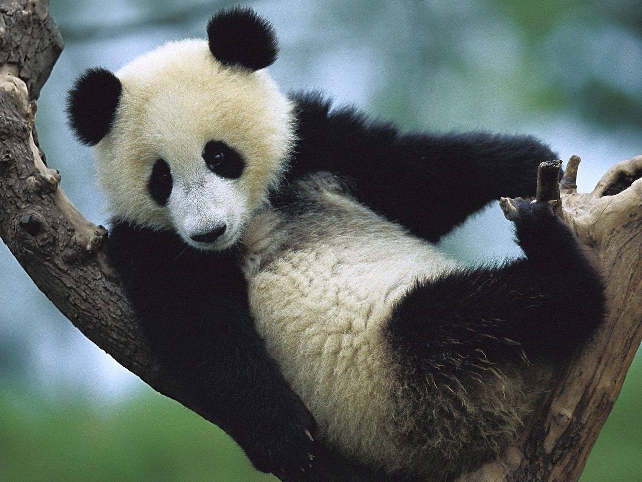 Panda Cub Sichuan China Wallpaper HD Downloads