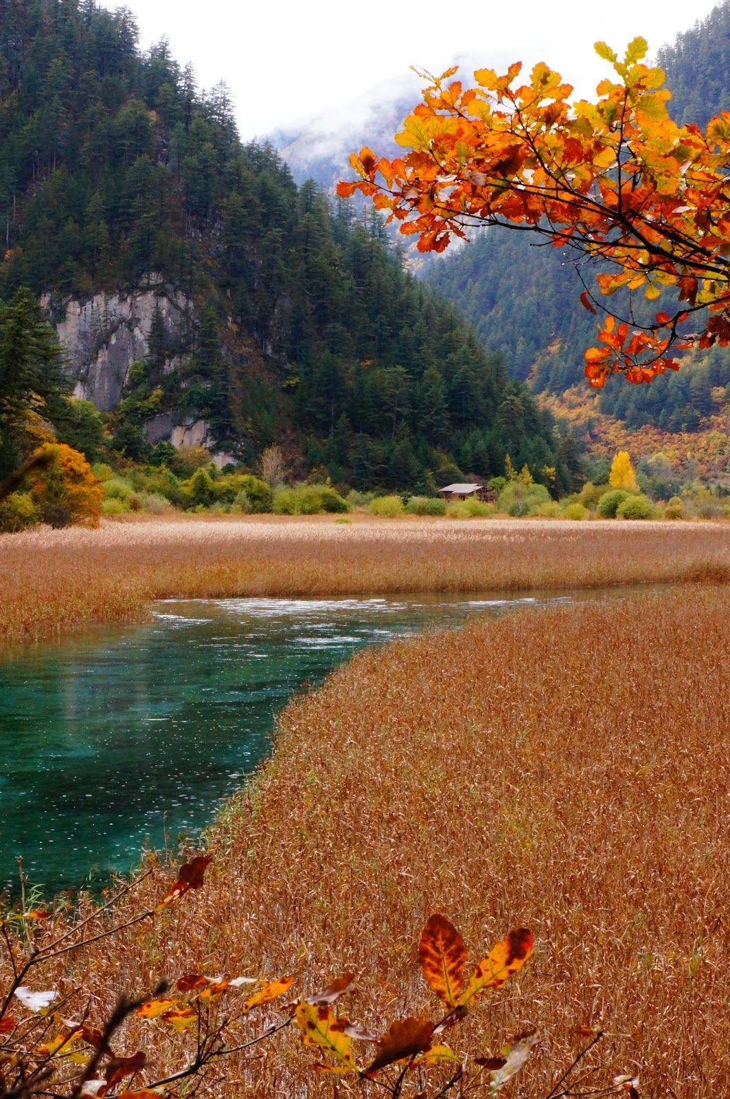 Wallpaper World: jiuzhaigou valley national park sichuan china 2011 autumn fall reed lake Lúwěi Hǎi shuzheng valley