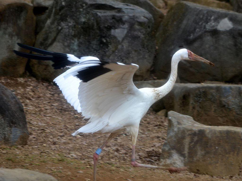 Siberian Crane #Wallpaper