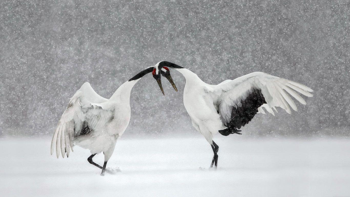 Best Free Red Crowned Crane Wallpaper