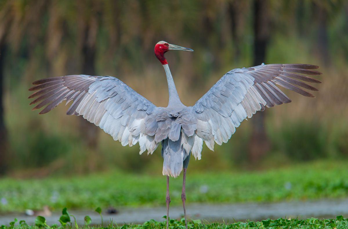 Sarus crane Bird Picture, Image HD Wallpaper