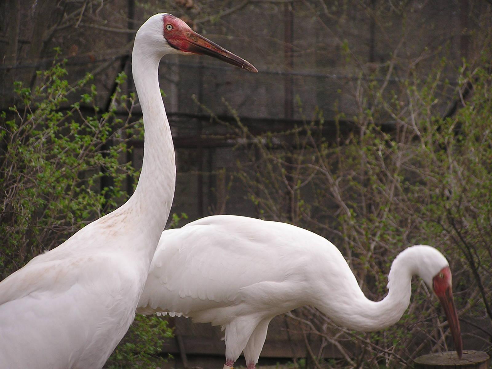 Siberian white crane/ Grus leucogeranus