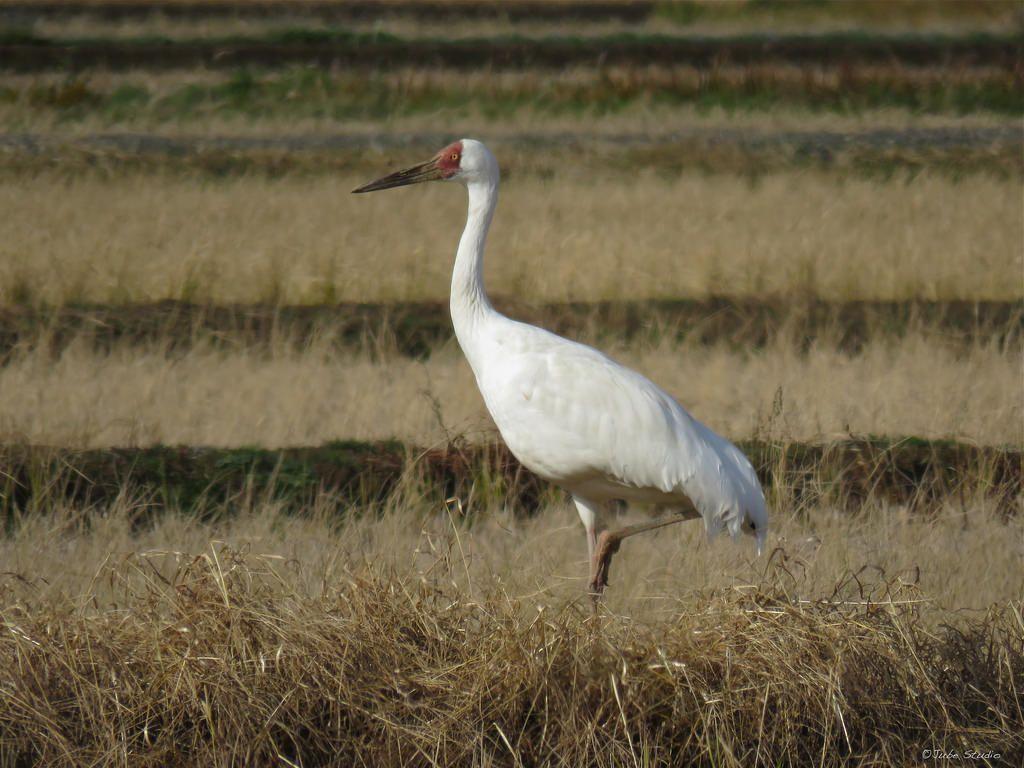 Siberian Crane Strike A Pose. Siberian Crane Leucogeranus