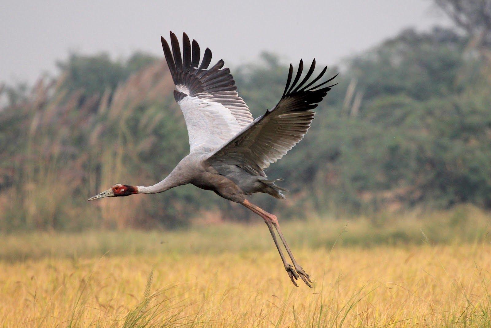 Sarus crane Bird Picture, Image HD Wallpaper