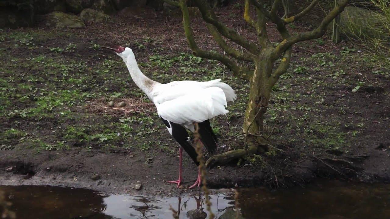 Siberian Crane / singing and dancing