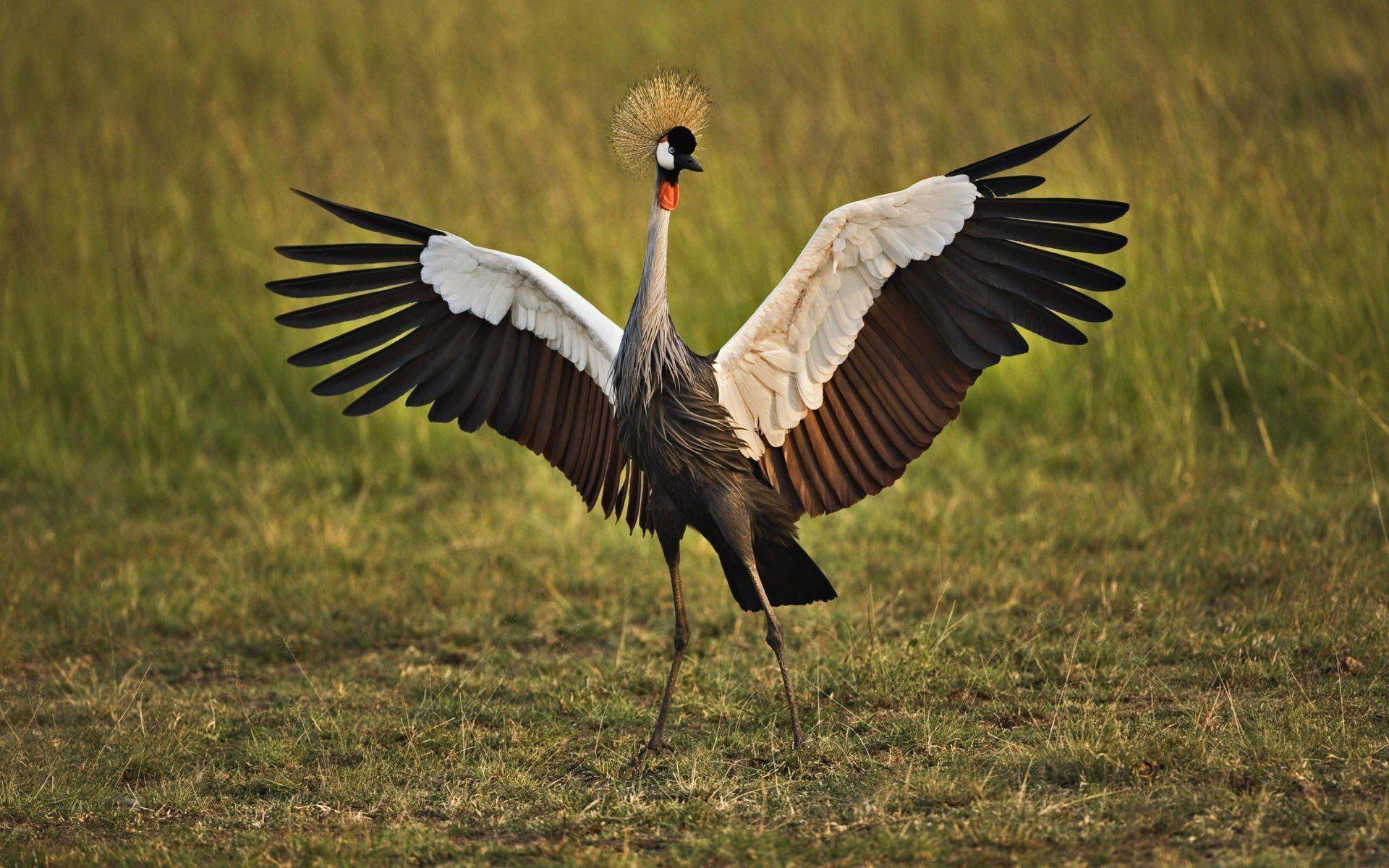 Best Free Red Crowned Crane Wallpaper