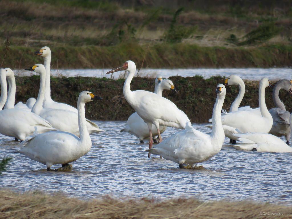 Siberian crane. Siberian crane (Leucogeranus leucogeranus)