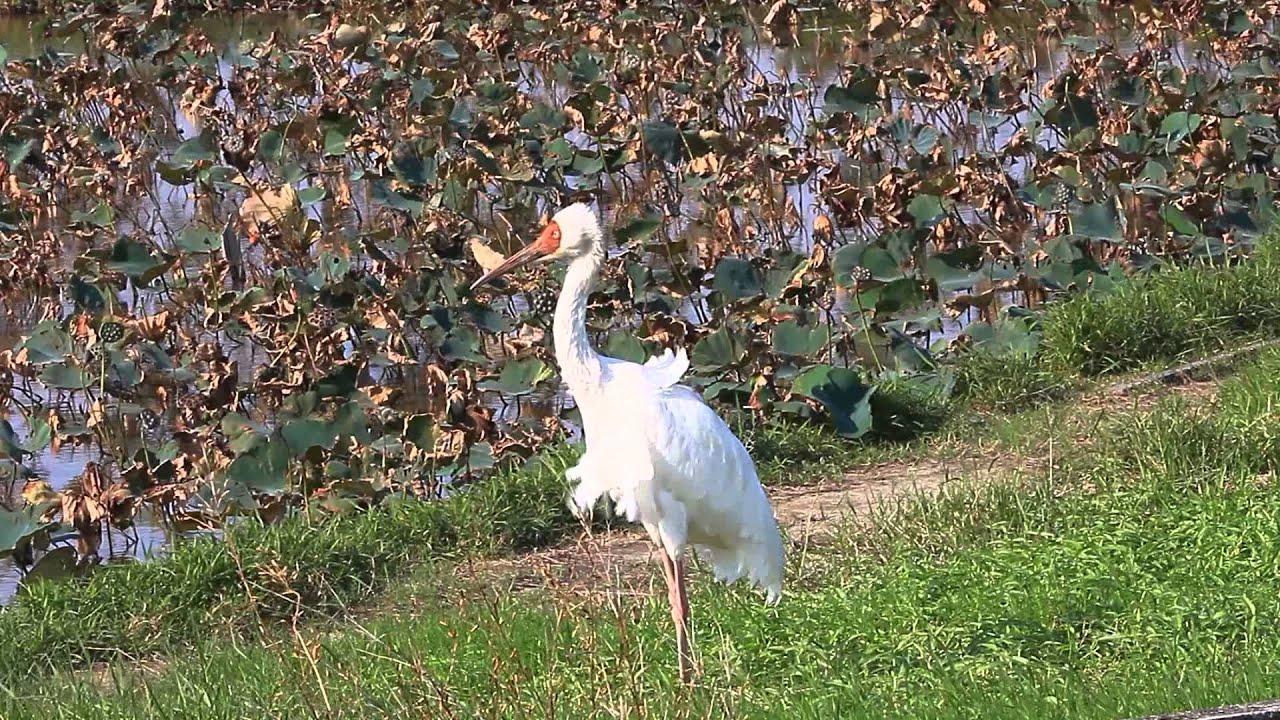 Siberian white crane dancing 白鶴跳舞