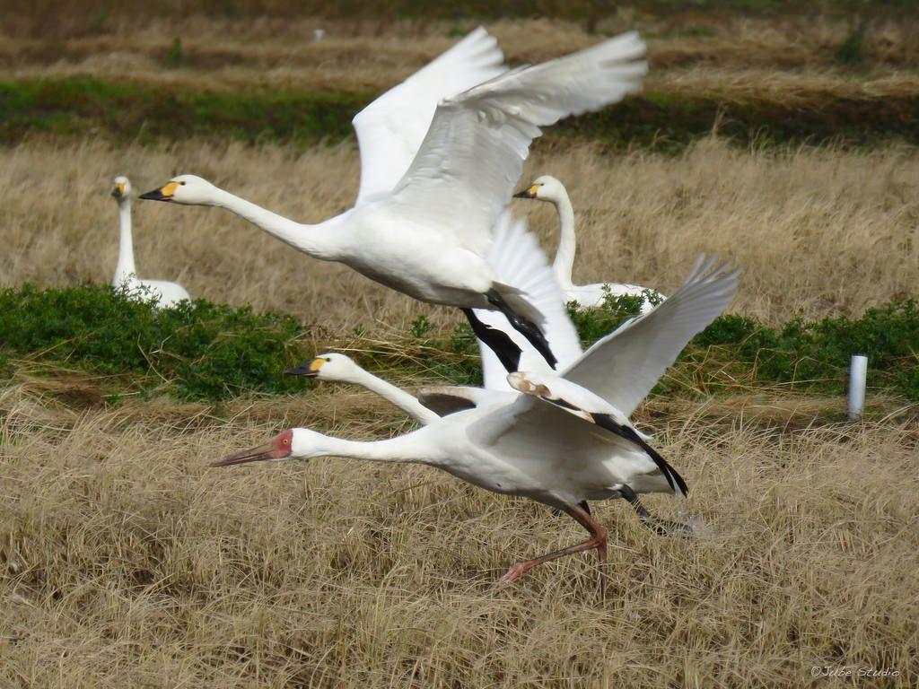 Take off: Siberian crane and Tundra swans. Siberian crane