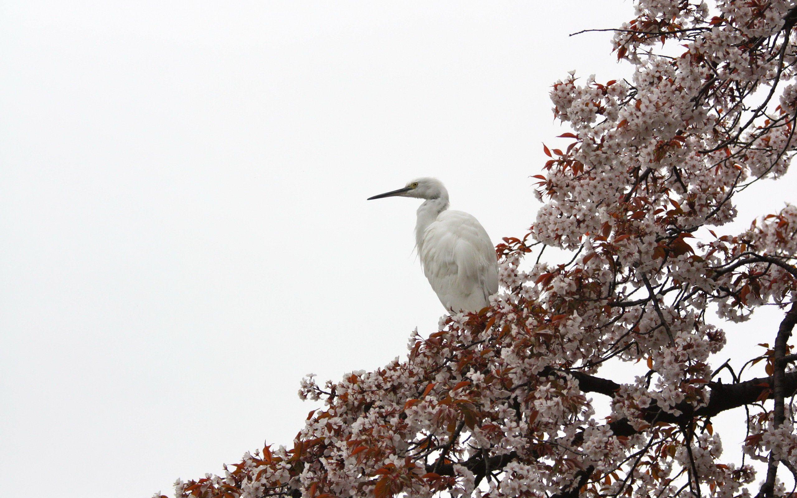 Siberian Crane HD Wallpaper