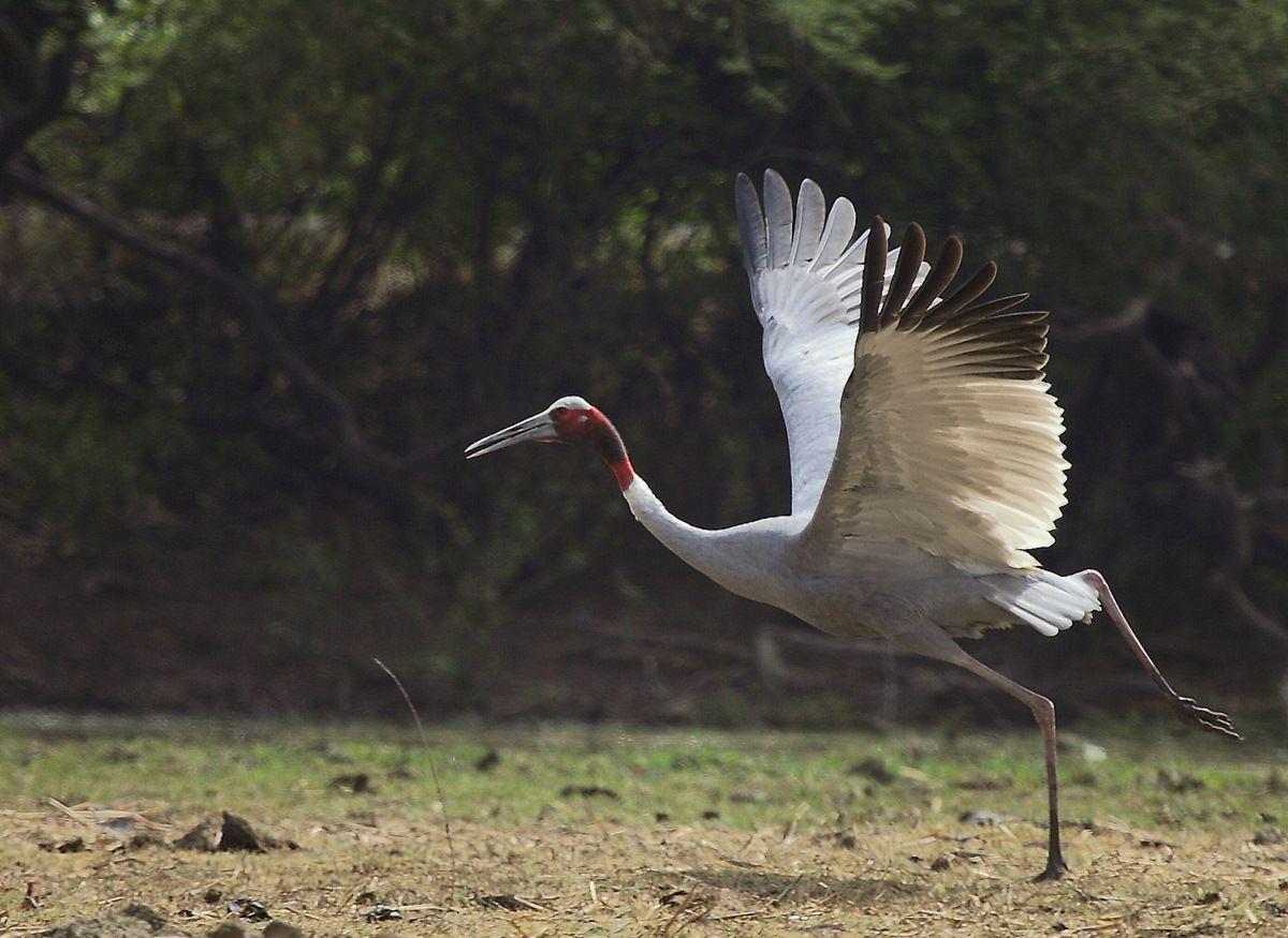 Sarus crane Bird Picture, Image HD Wallpaper