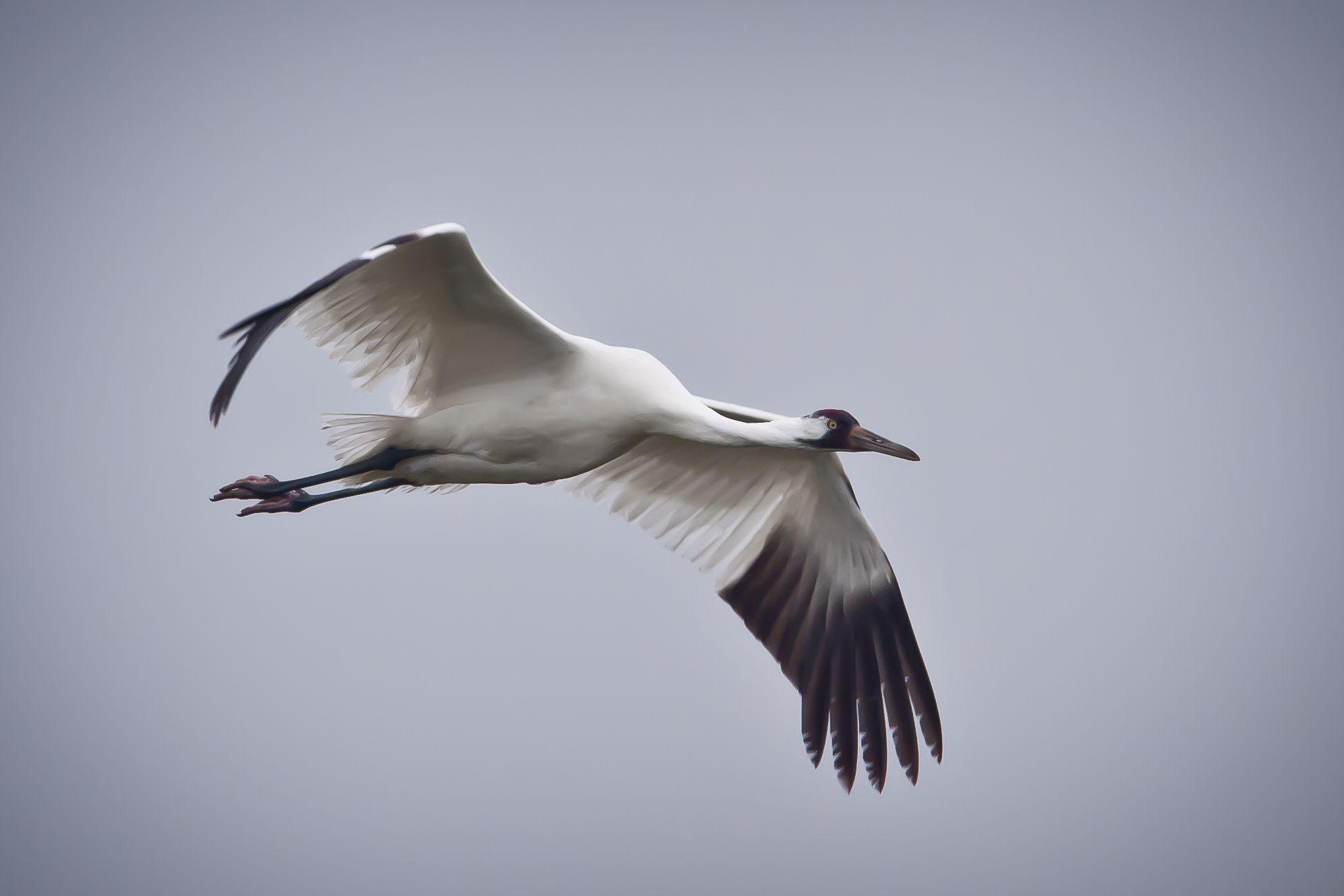 Siberian Crane Wallpapers - Wallpaper Cave