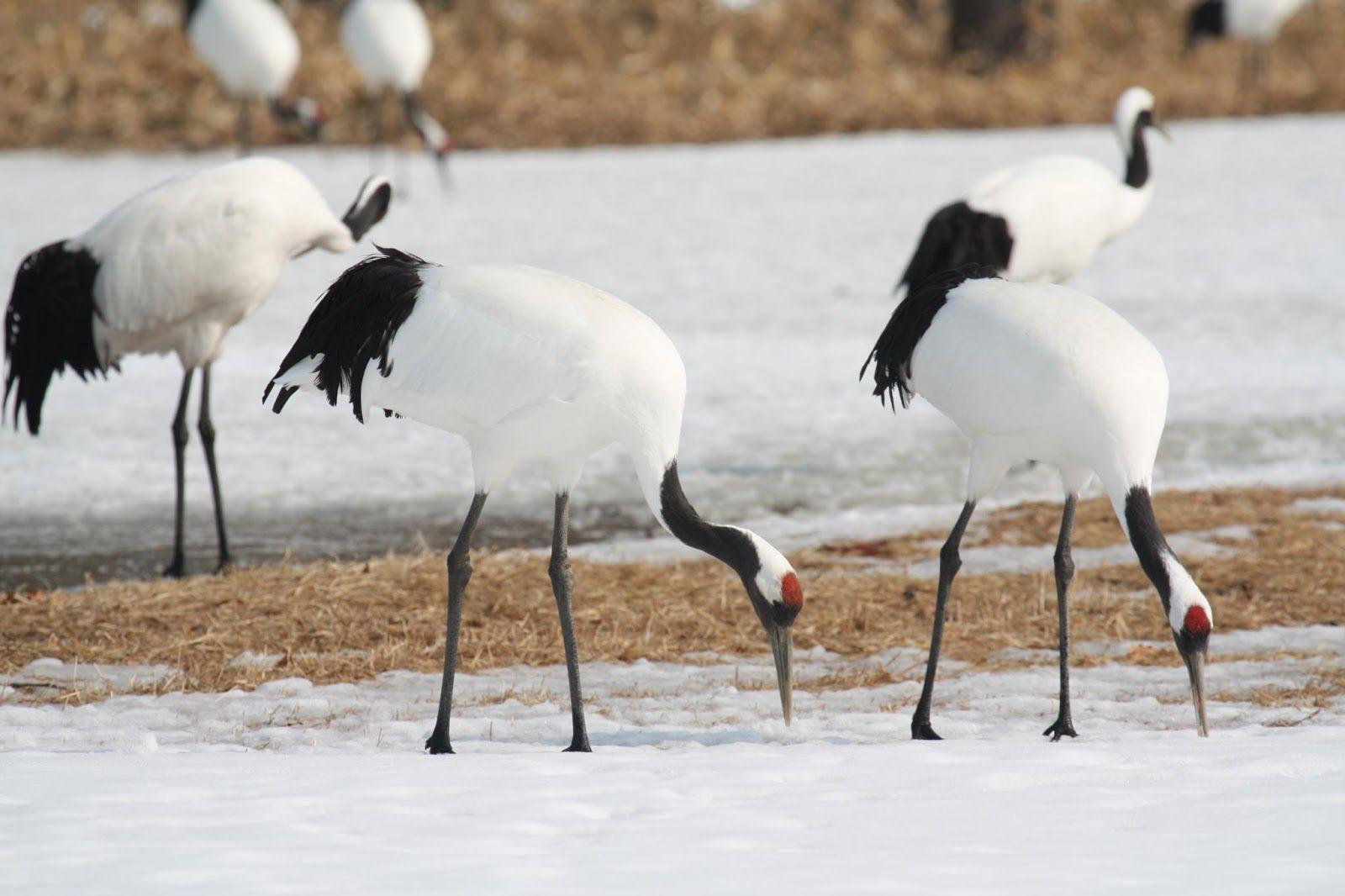 Redcrowned crane Specifically BIRDS Bird. Art Wallpaper