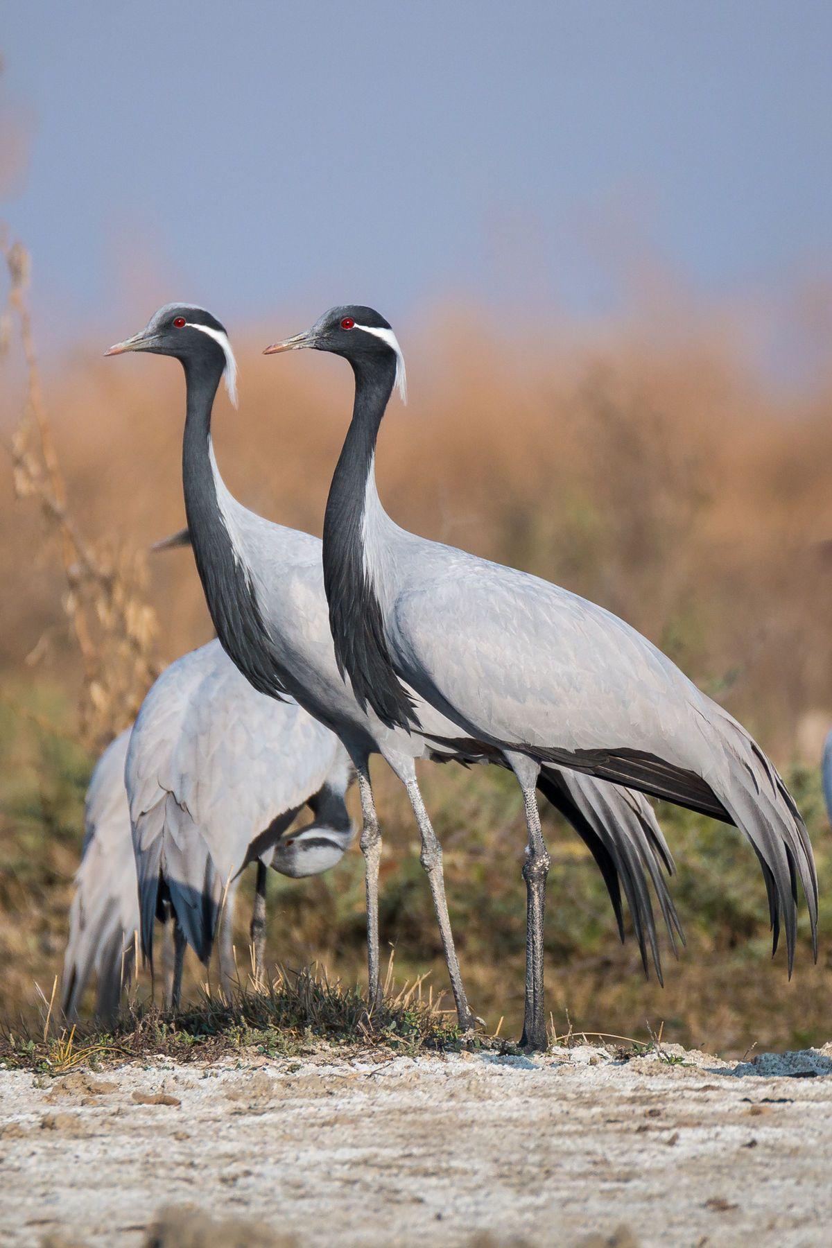 Demoiselle crane