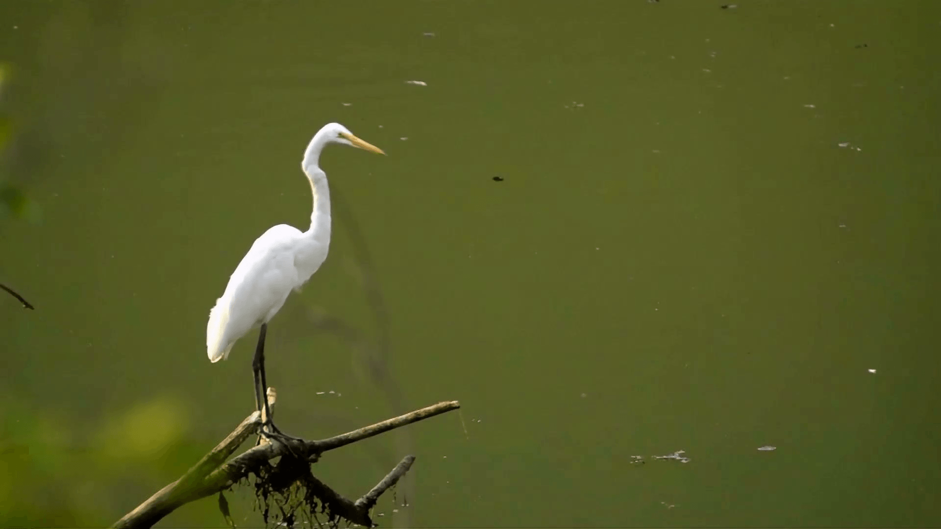 Siberian White Crane on tree branch, Daejeon, Korea Stock Video