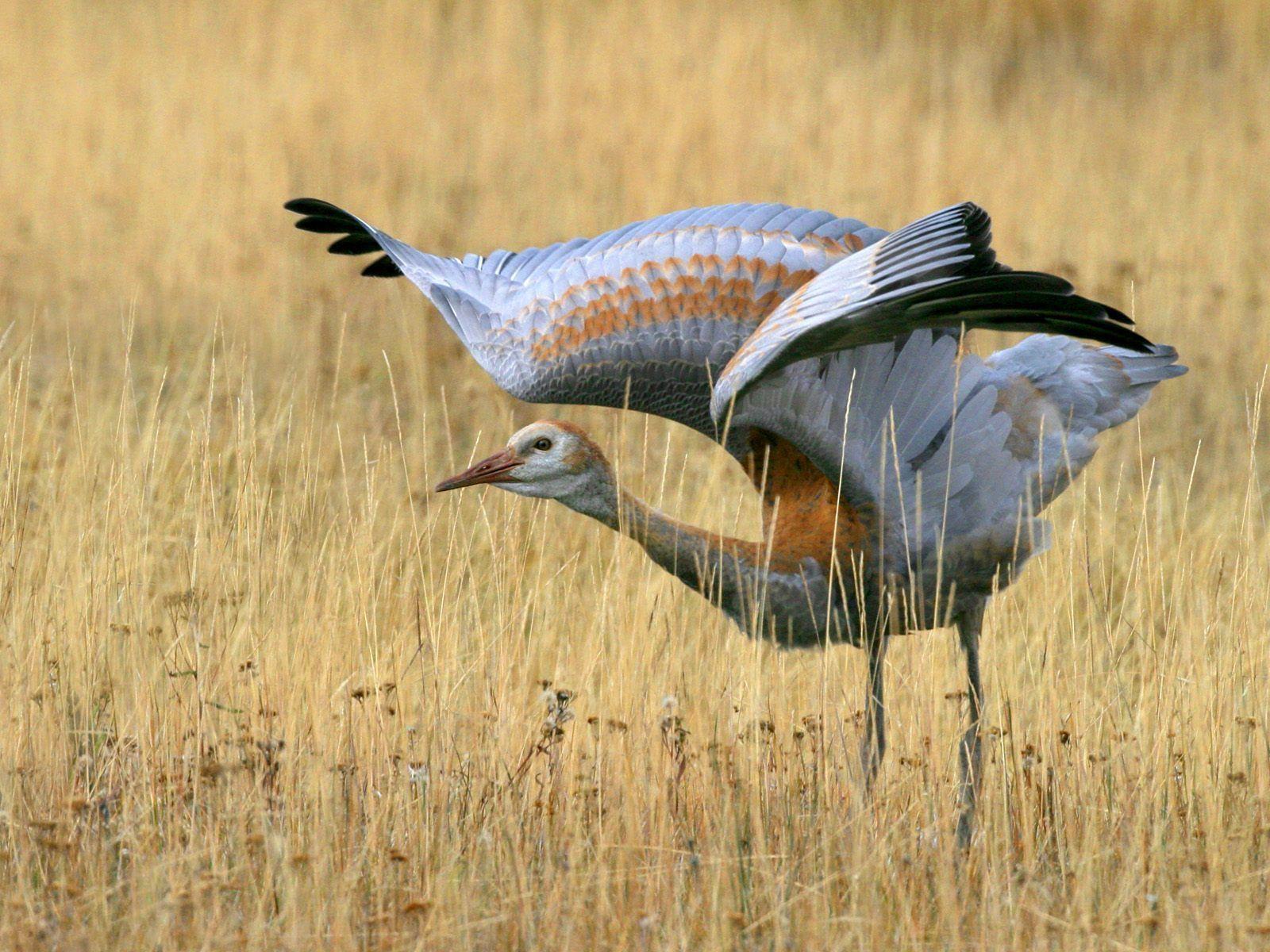 Sandhill Crane (grus canadensis). Cranes, egrets, storks, etc