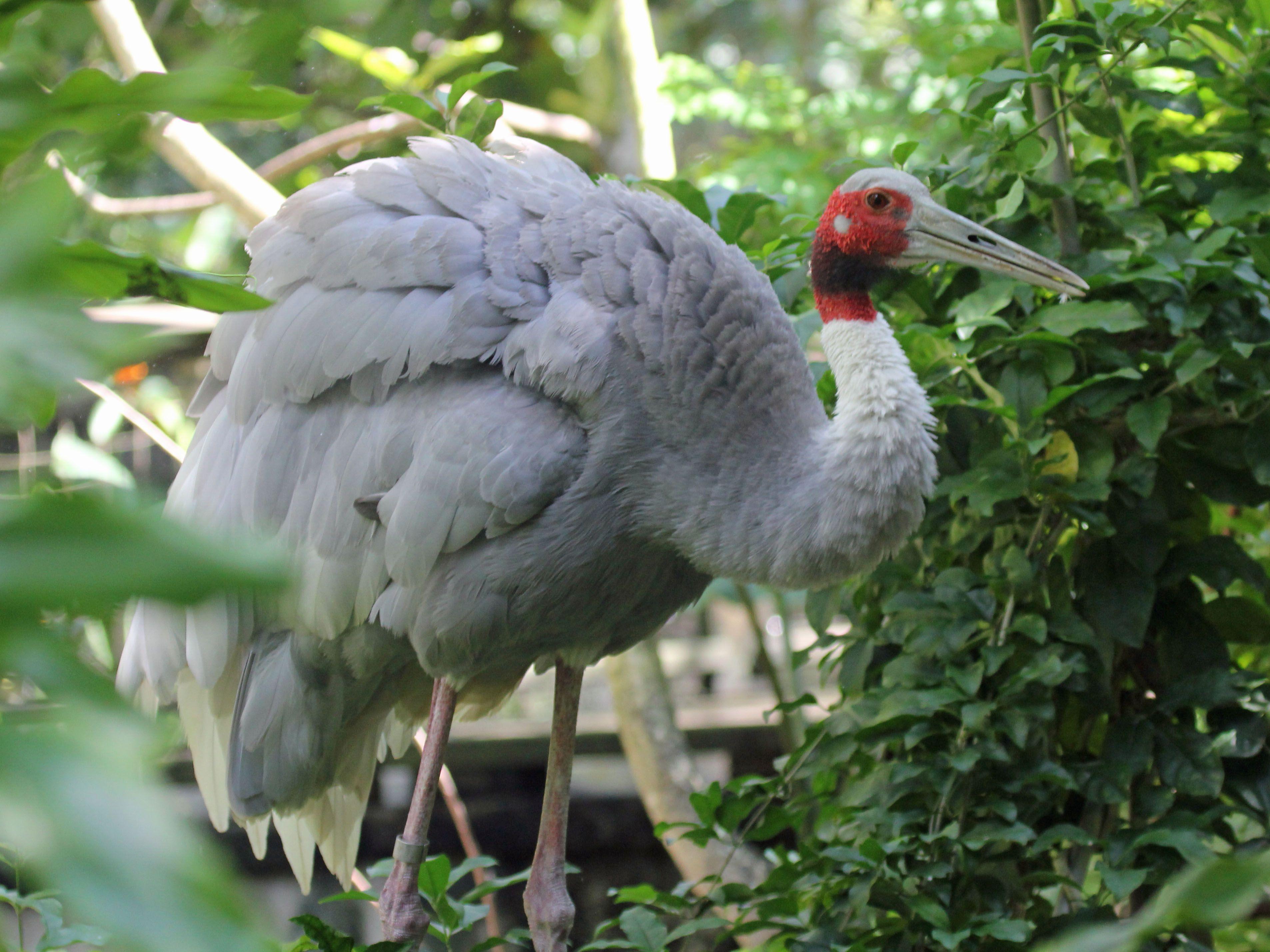 Sarus Crane