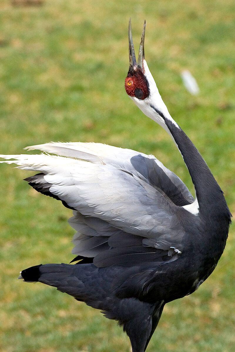Crane. San Diego Zoo Animals & Plants