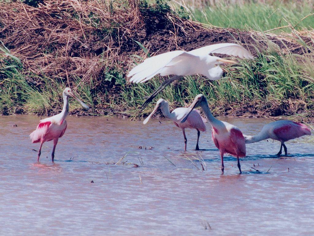 Wading Bird Wallpaper