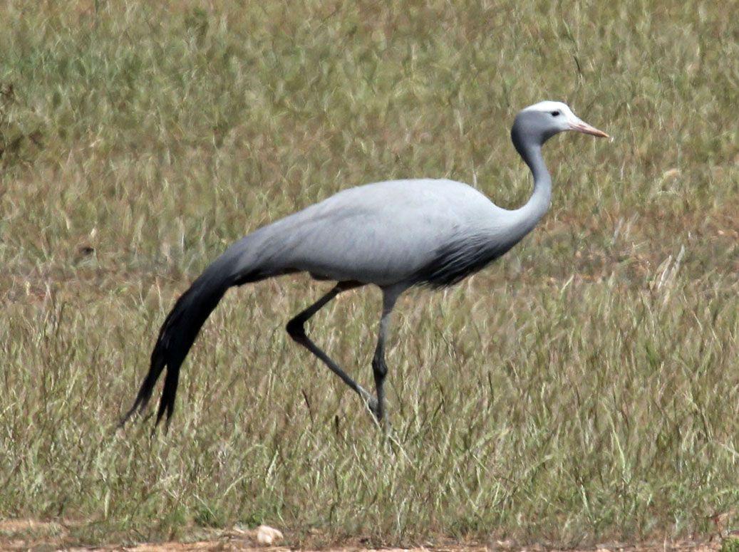 Siberian Crane Wallpapers Wallpaper Cave siberian-crane-wallpapers-wallpaper-cave