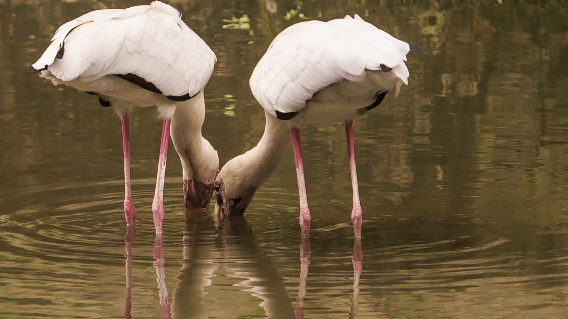 Siberian Sandhill Cranes Seek for Food in Pond in Park Stock Video