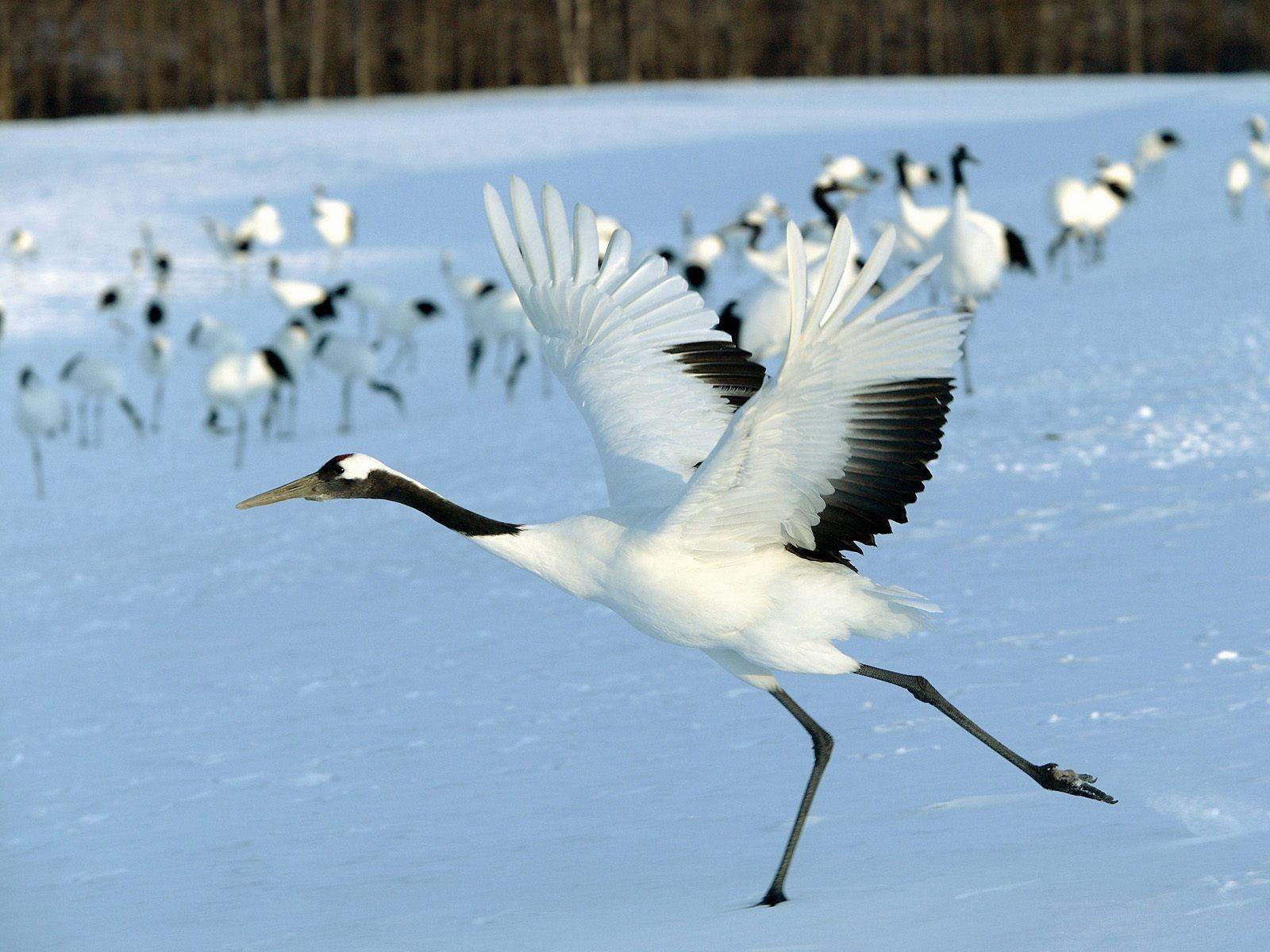 Red Crowned Crane Free Desktop Wallpaper, Angela Nail 2017 03 08