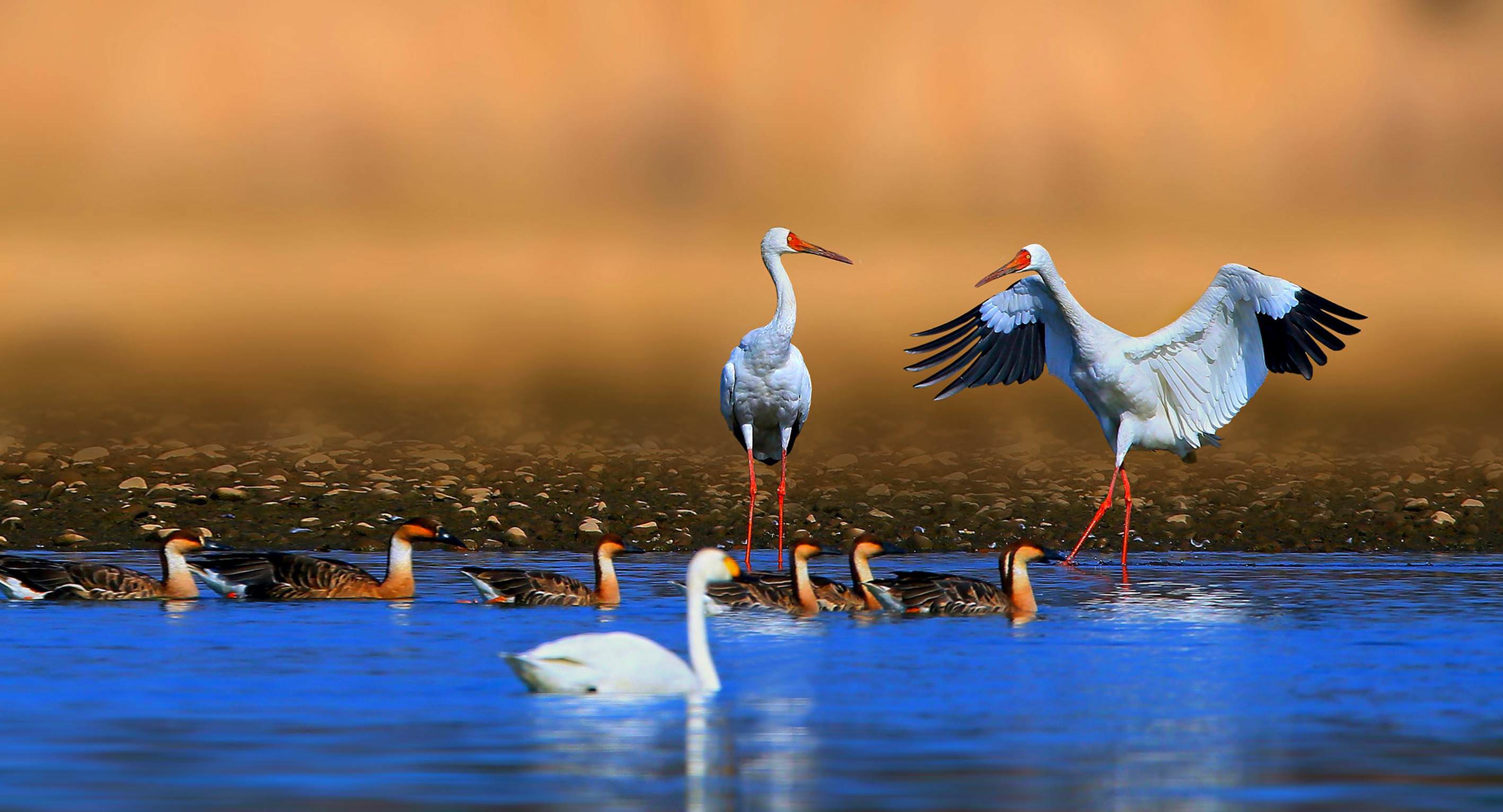 Siberian Crane Wallpapers - Wallpaper Cave