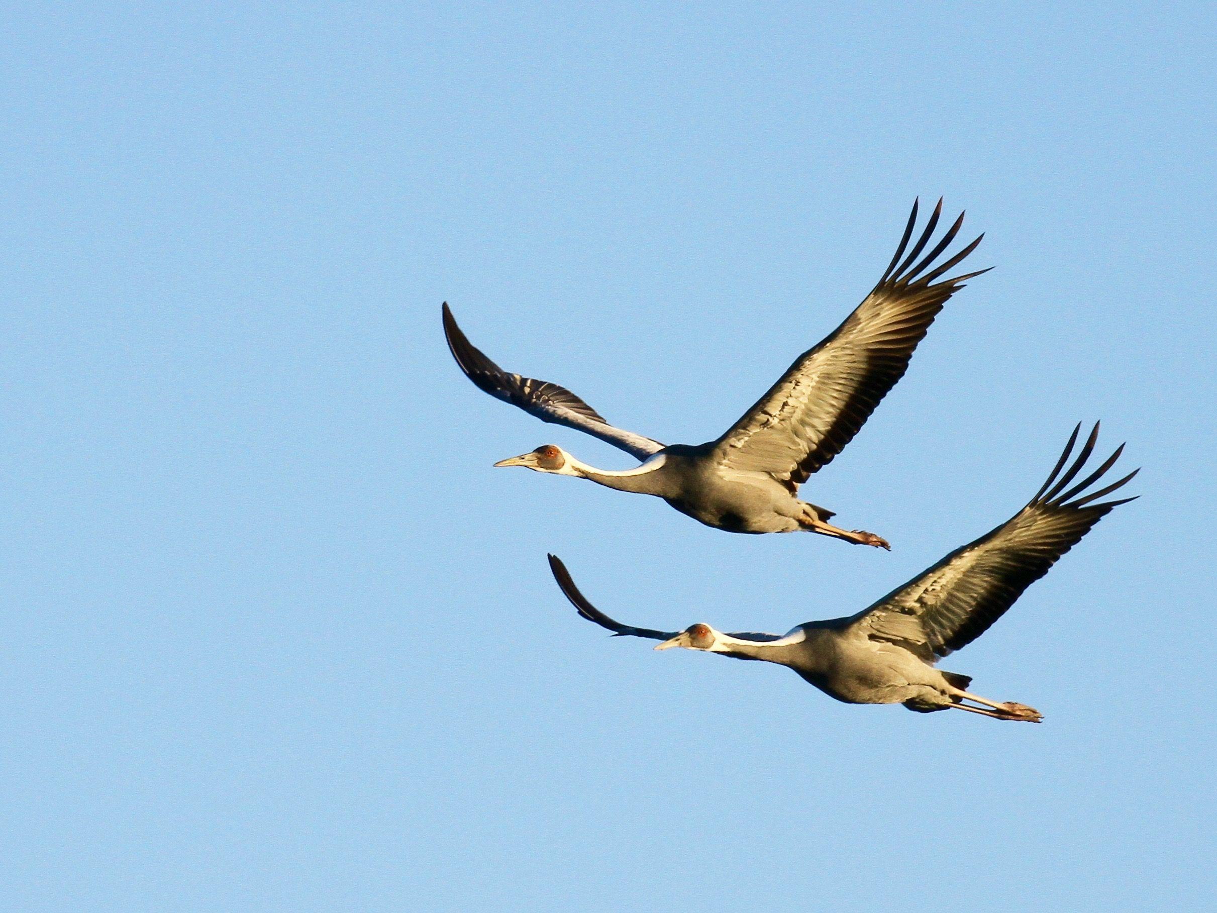 Birding Trip Mongolia: the best of Gobi, Altai and Khurkh