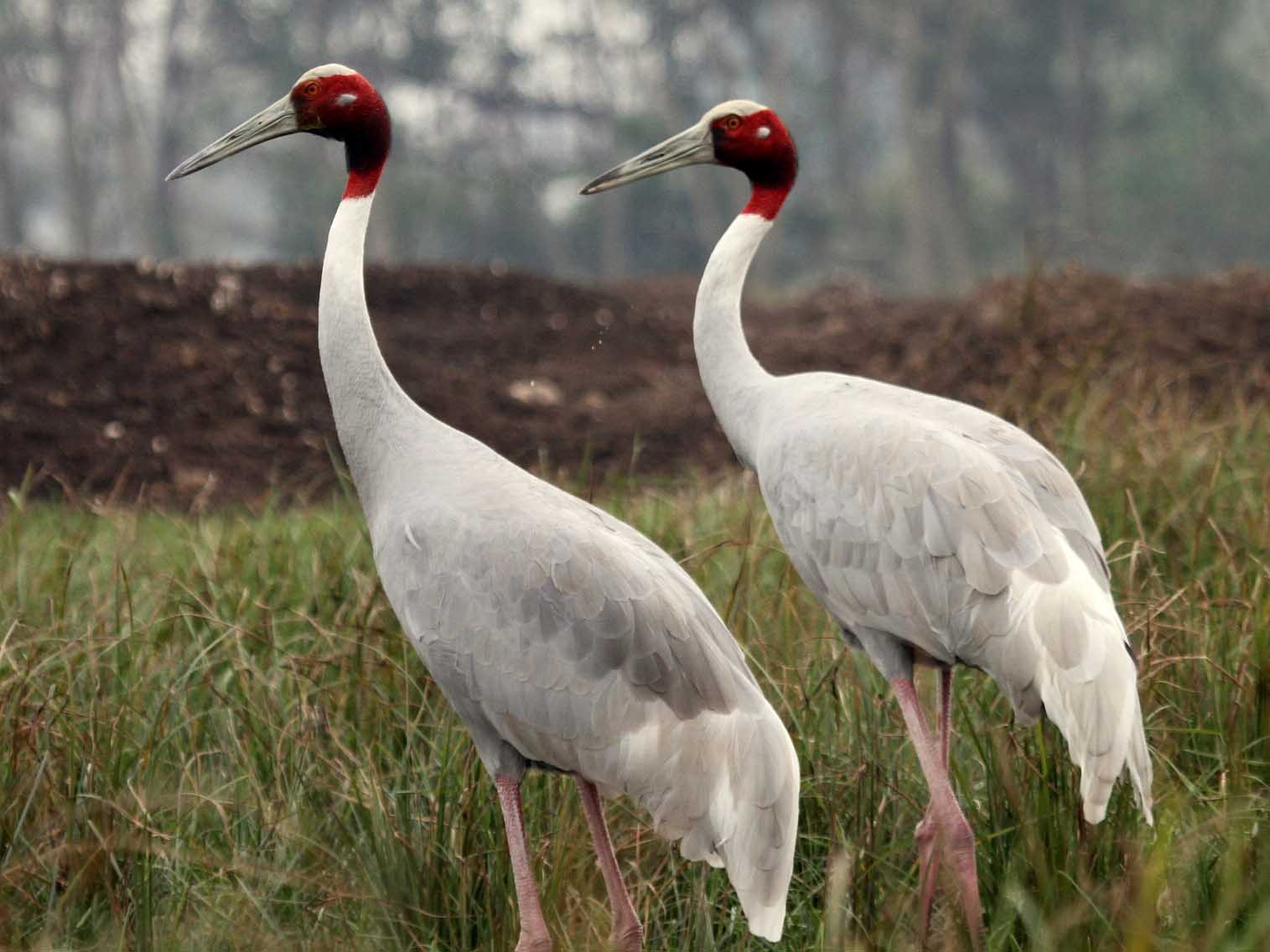 List of Synonyms and Antonyms of the Word: saruscrane