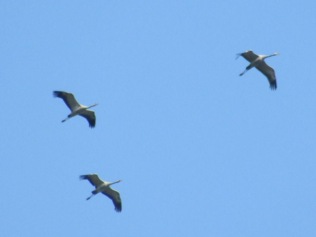 Common Crane (Grus grus). Birds of Siberia