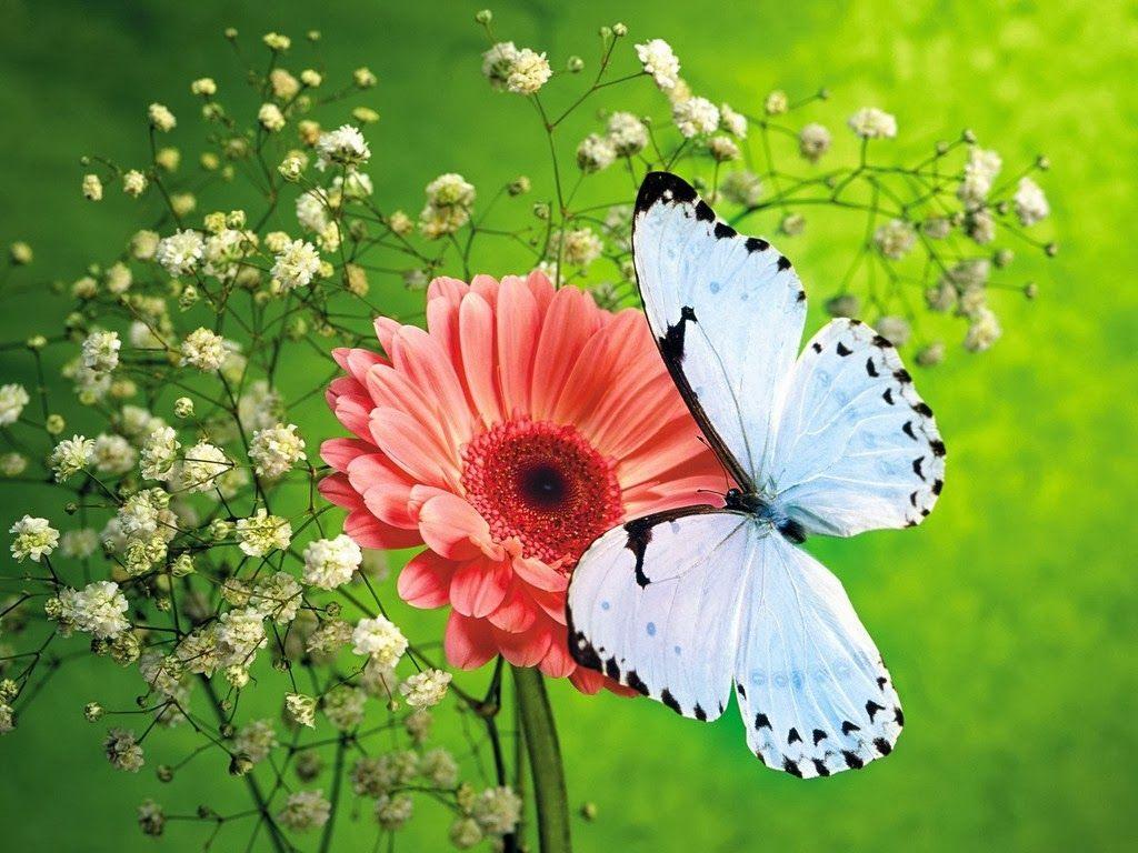 Flower Wallpaper: Beautiful Flowers With Butterfly Wallpaper