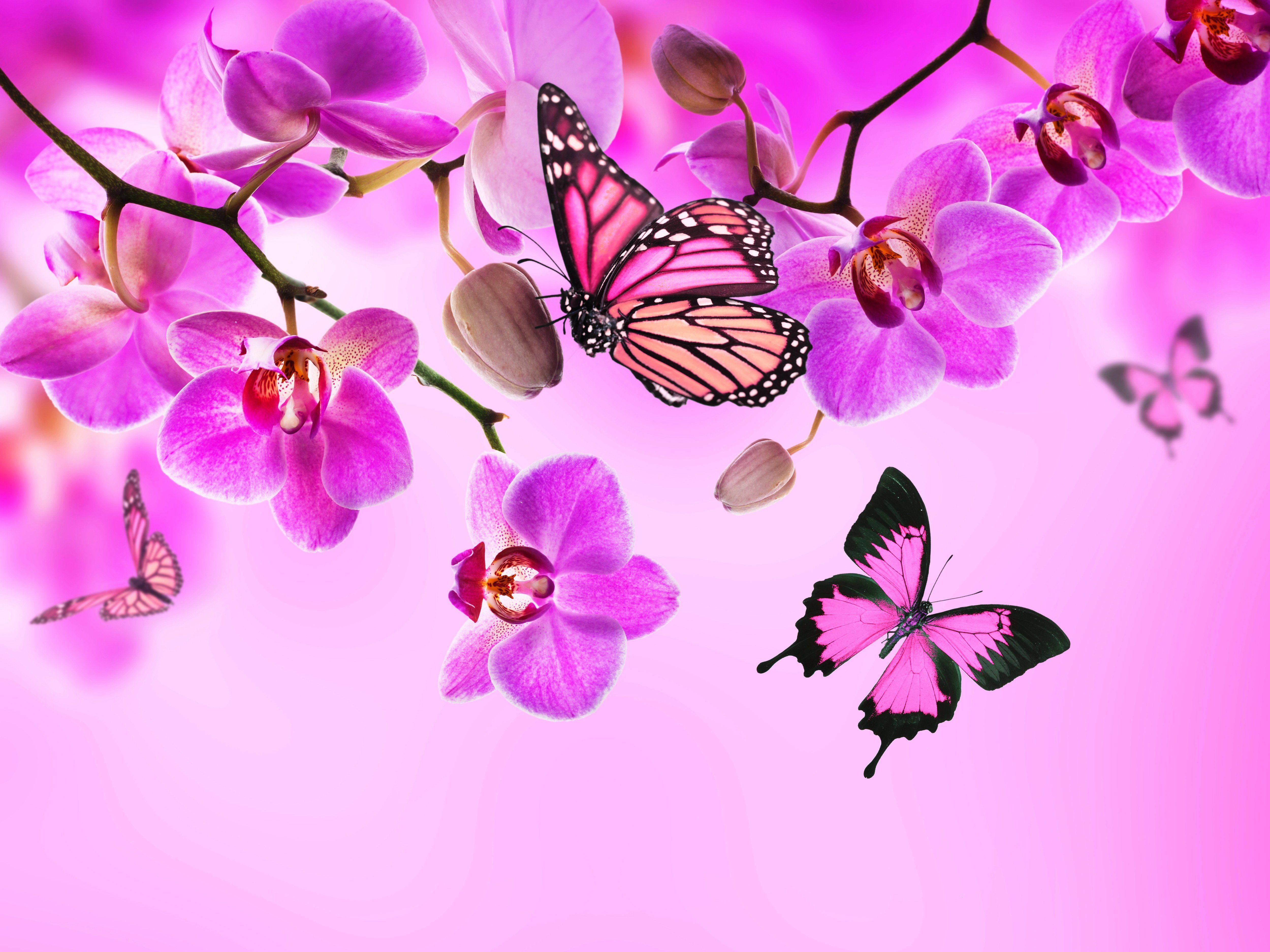 Orchid Butterflies Pink color Flowers wallpaperx3750