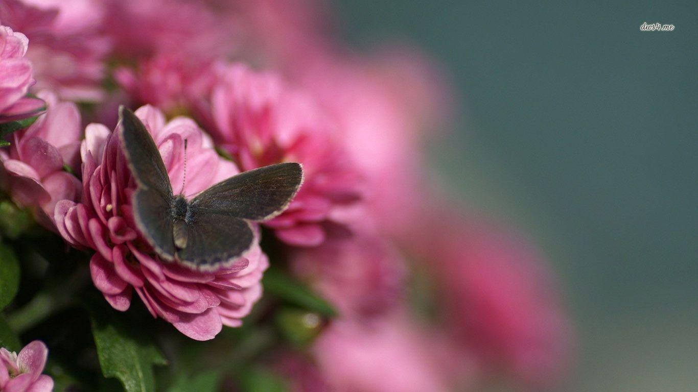 Rose And Butterfly Wallpaper Group , HD Wallpaper