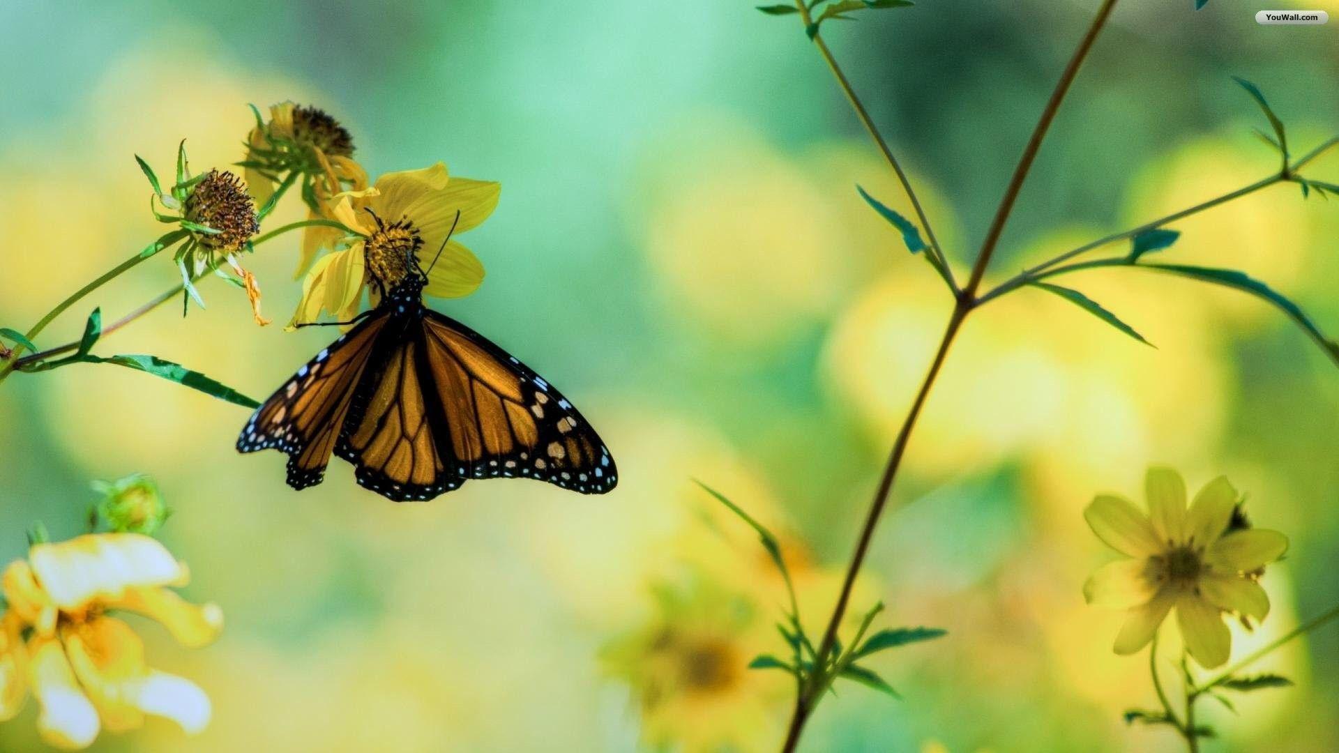 Butterfly and Flower Wallpaper background picture