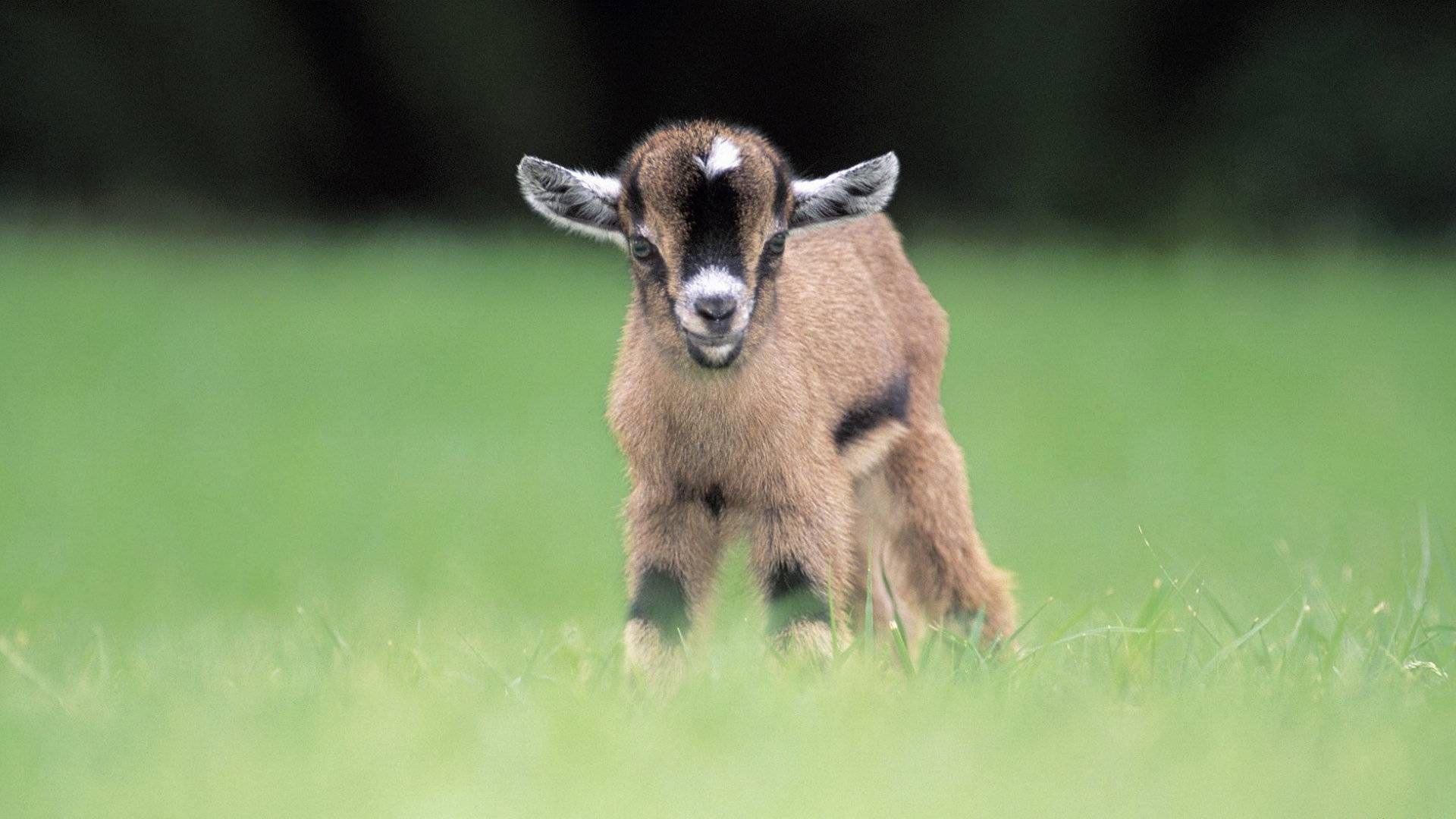 Pygmy Kid Goat Goats Wallpaper. Baby goats pygmy, Baby