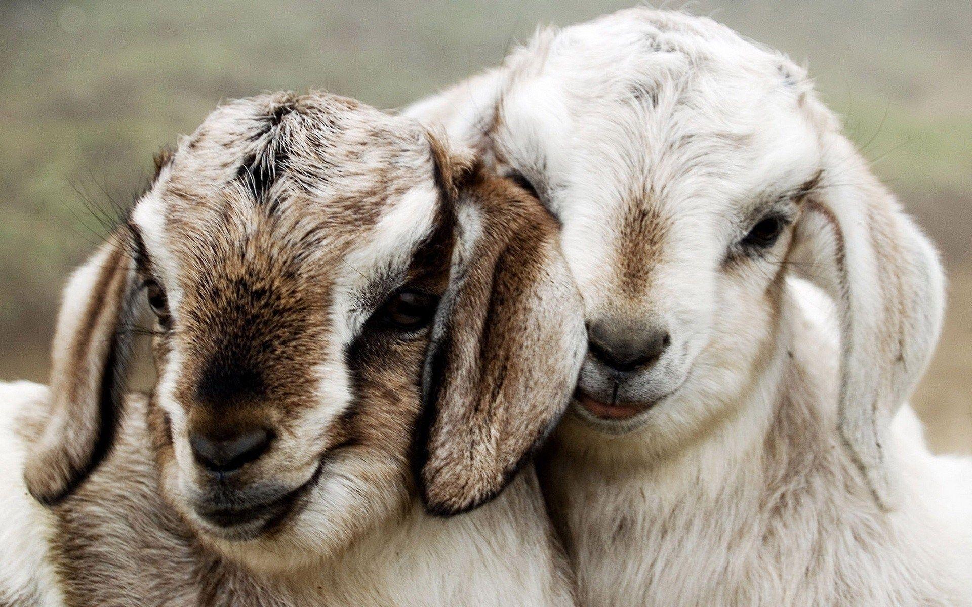 baby goat wallpaper HD. Lambs. Cute animals, Baby